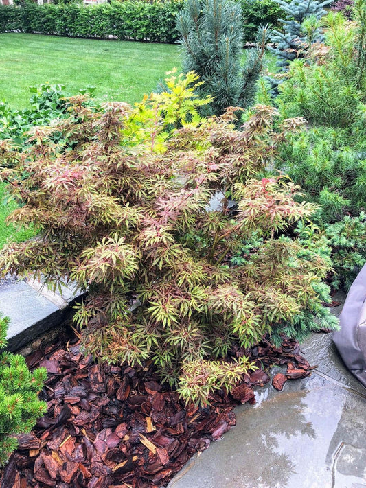 Acer Palmatum 'jerre Schwartz' - View 1 from www redcrocus com