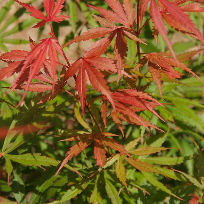 Acer Palmatum 'jerre Schwartz' - View 20 from www redcrocus com