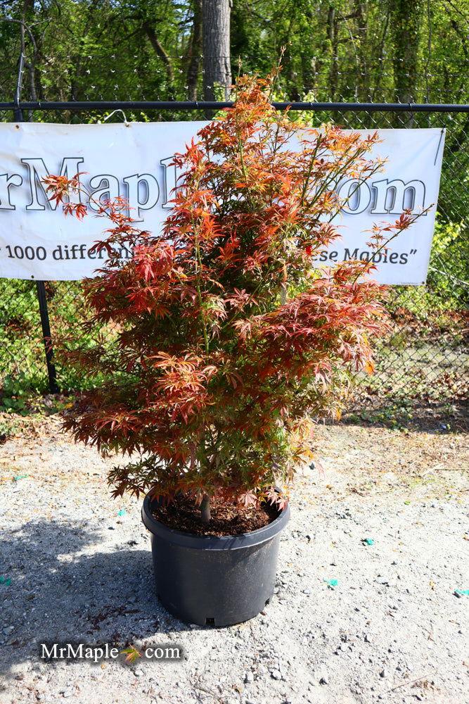 Acer Palmatum 'jerre Schwartz' - View 2 from www redcrocus com
