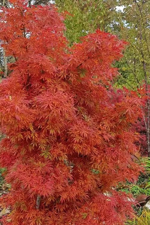 Acer Palmatum 'jerre Schwartz' - View 3 from www redcrocus com