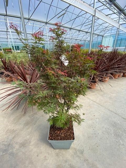 Acer Palmatum 'jerre Schwartz' - View 4 from www redcrocus com