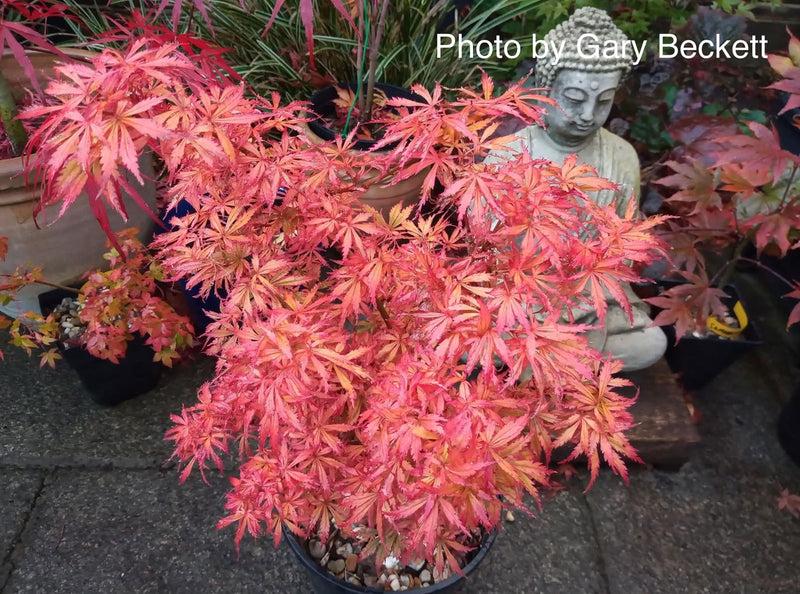 Acer Palmatum 'jerre Schwartz' - View 9 from www redcrocus com
