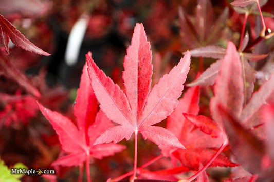 Acer Palmatum 'jim's Memory' - View 10 from www redcrocus com