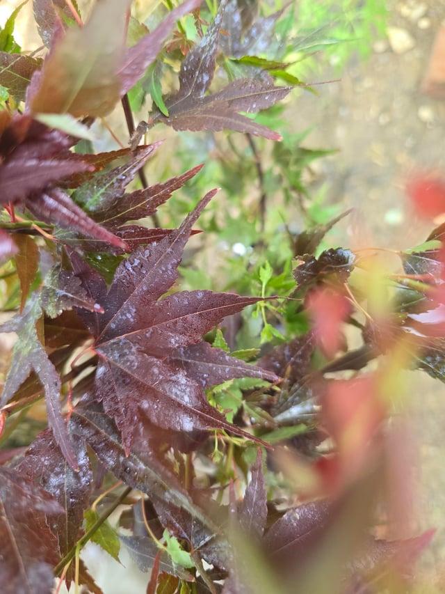 Acer Palmatum 'jim's Memory' - View 13 from www redcrocus com