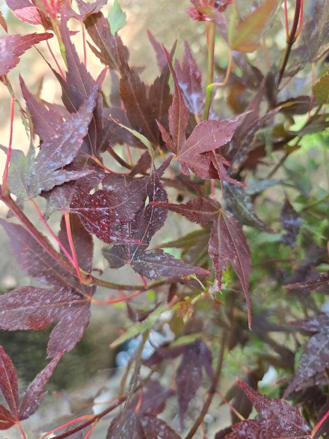 Acer Palmatum 'jim's Memory' - View 14 from www redcrocus com