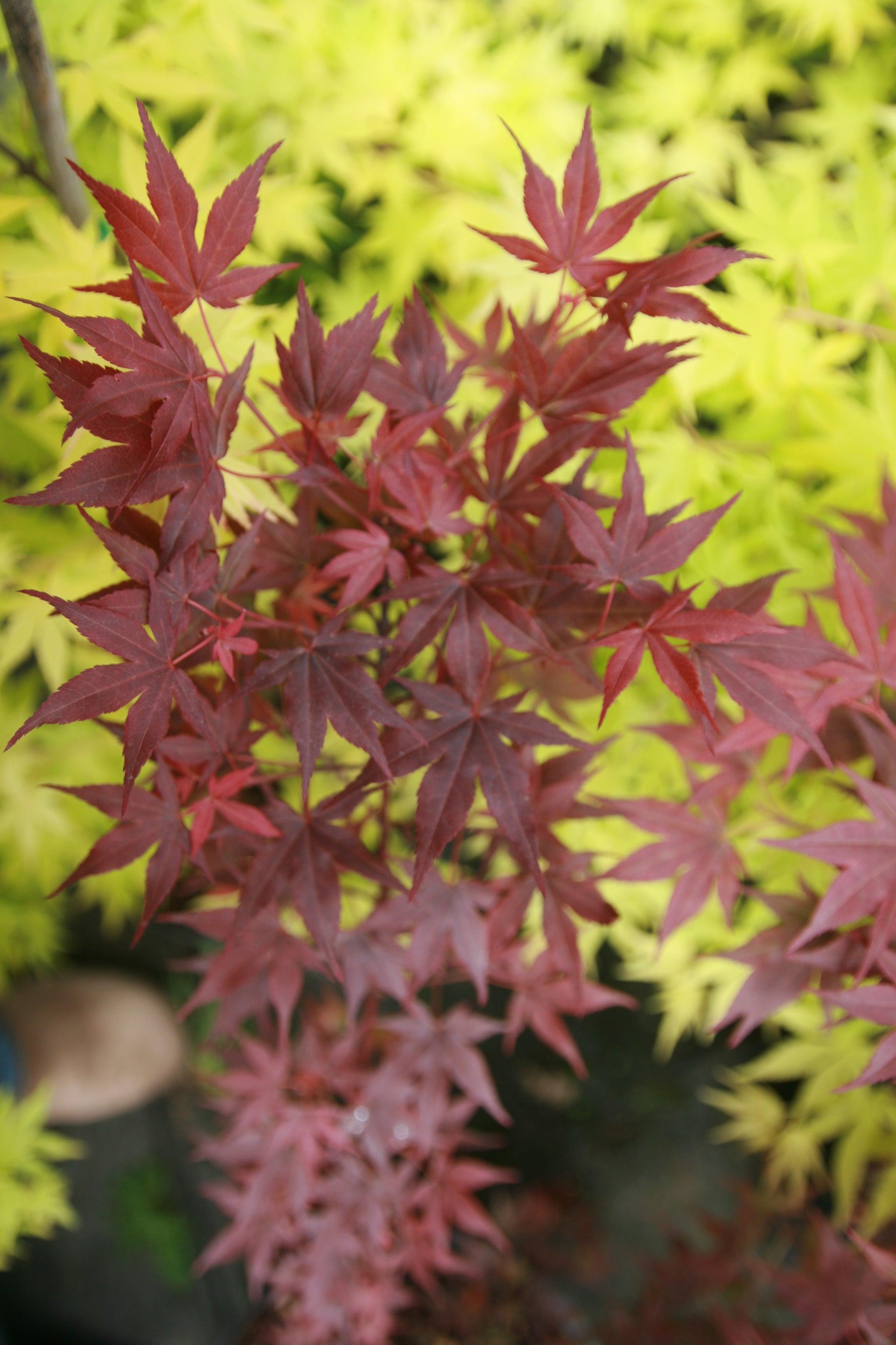 Jim's Memory Japanese Maple - Vibrant Foliage & Garden – RedCrocus