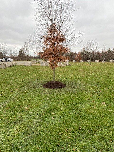 Acer Palmatum 'jim's Memory' - View 21 from www redcrocus com