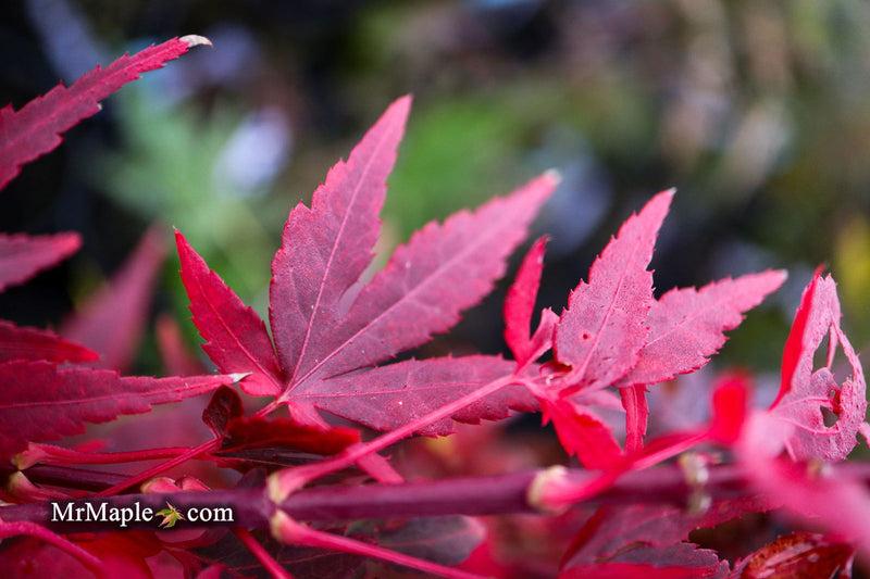 Acer Palmatum 'jim's Memory' - View 22 from www redcrocus com