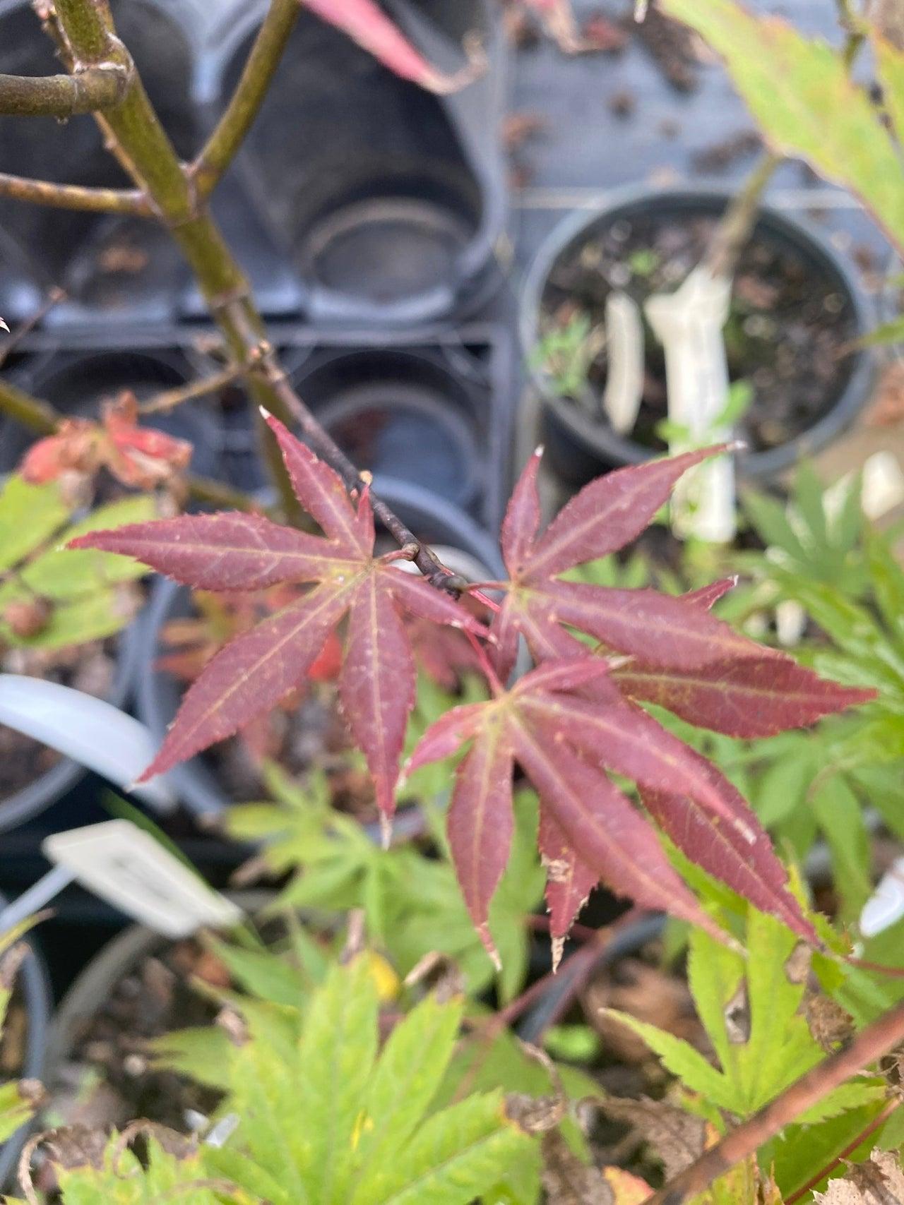 Jim's Memory Japanese Maple - Vibrant Foliage & Garden – RedCrocus