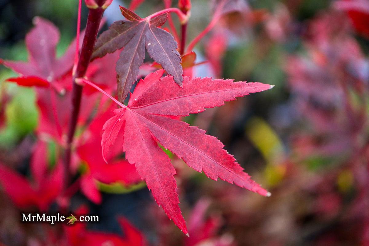 Acer Palmatum 'jim's Memory' - View 4 from www redcrocus com