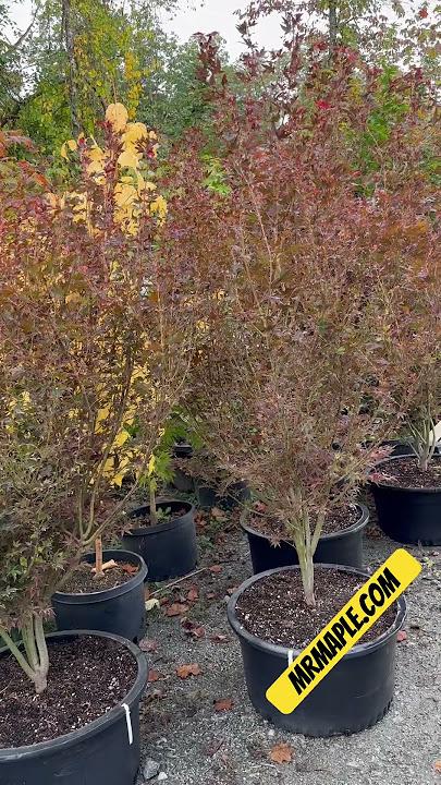 Acer Palmatum 'jim's Memory' - View 6 from www redcrocus com