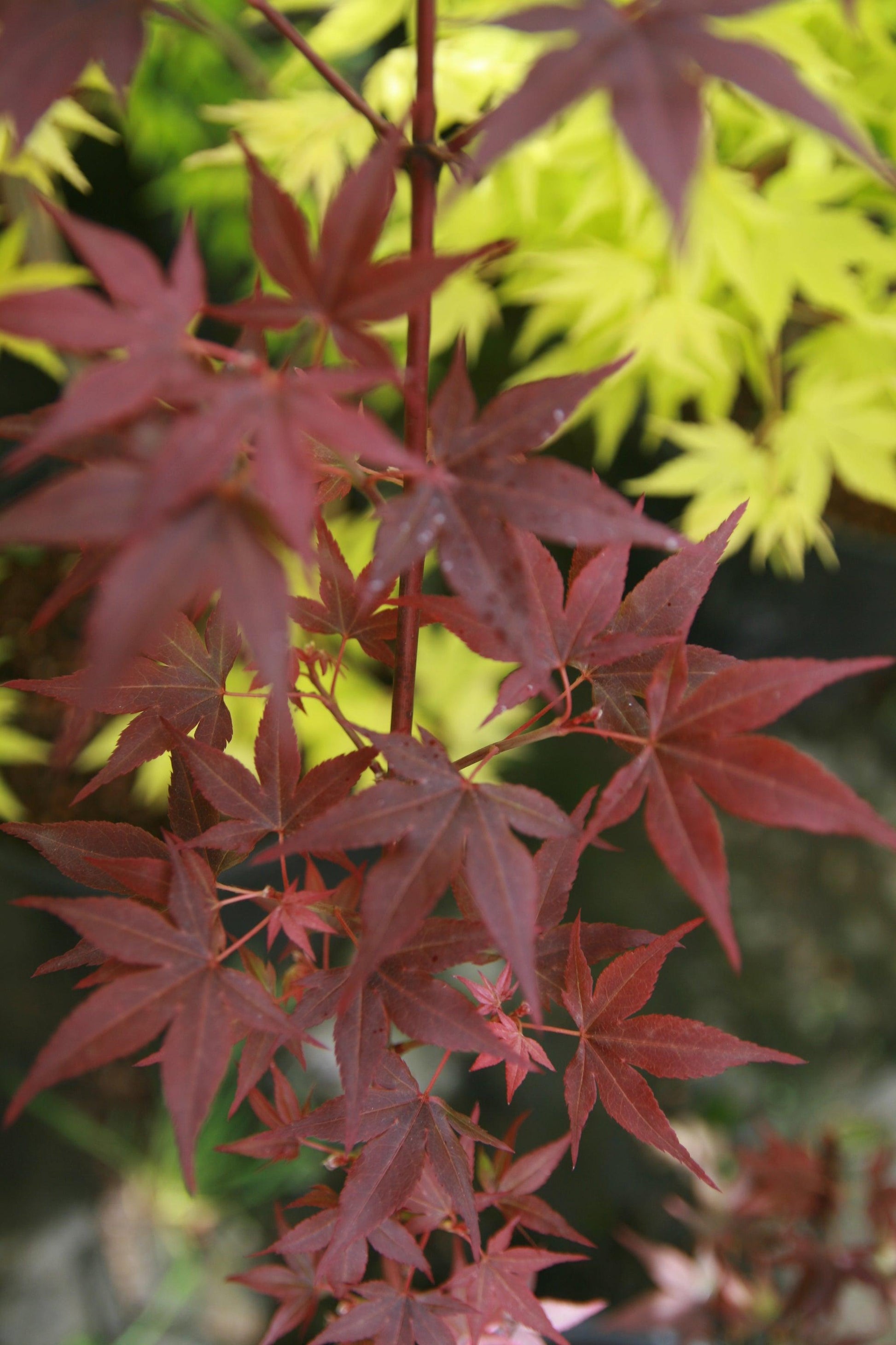 Acer Palmatum 'jim's Memory' - View 7 from www redcrocus com