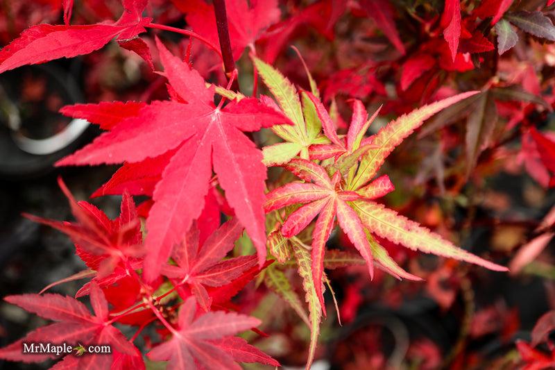 Acer Palmatum 'jim's Memory' - View 9 from www redcrocus com