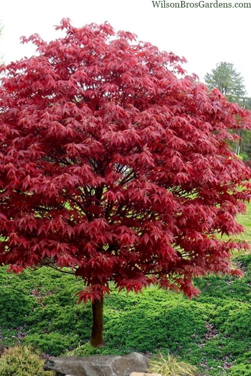 Acer Palmatum 'rhode Island Red' - View 10 from www redcrocus com