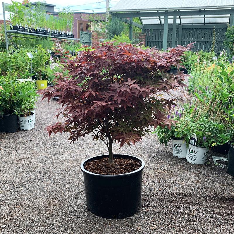 Acer Palmatum 'rhode Island Red' - View 15 from www redcrocus com