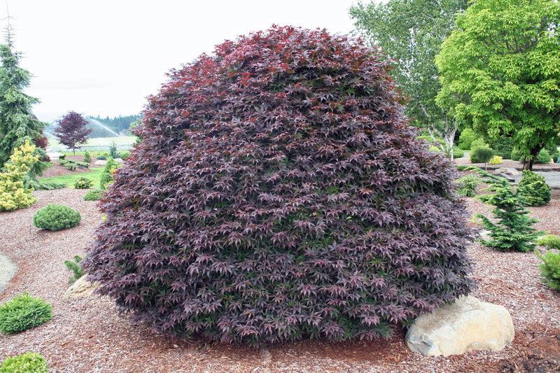 Acer Palmatum 'rhode Island Red' - View 16 from www redcrocus com