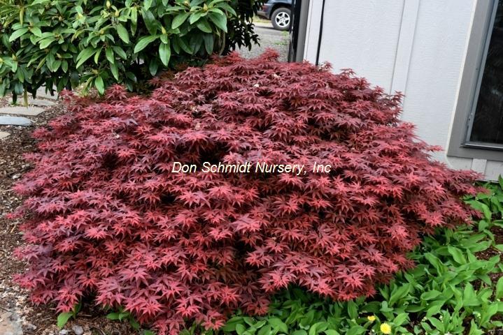 Acer Palmatum 'rhode Island Red' - View 17 from www redcrocus com