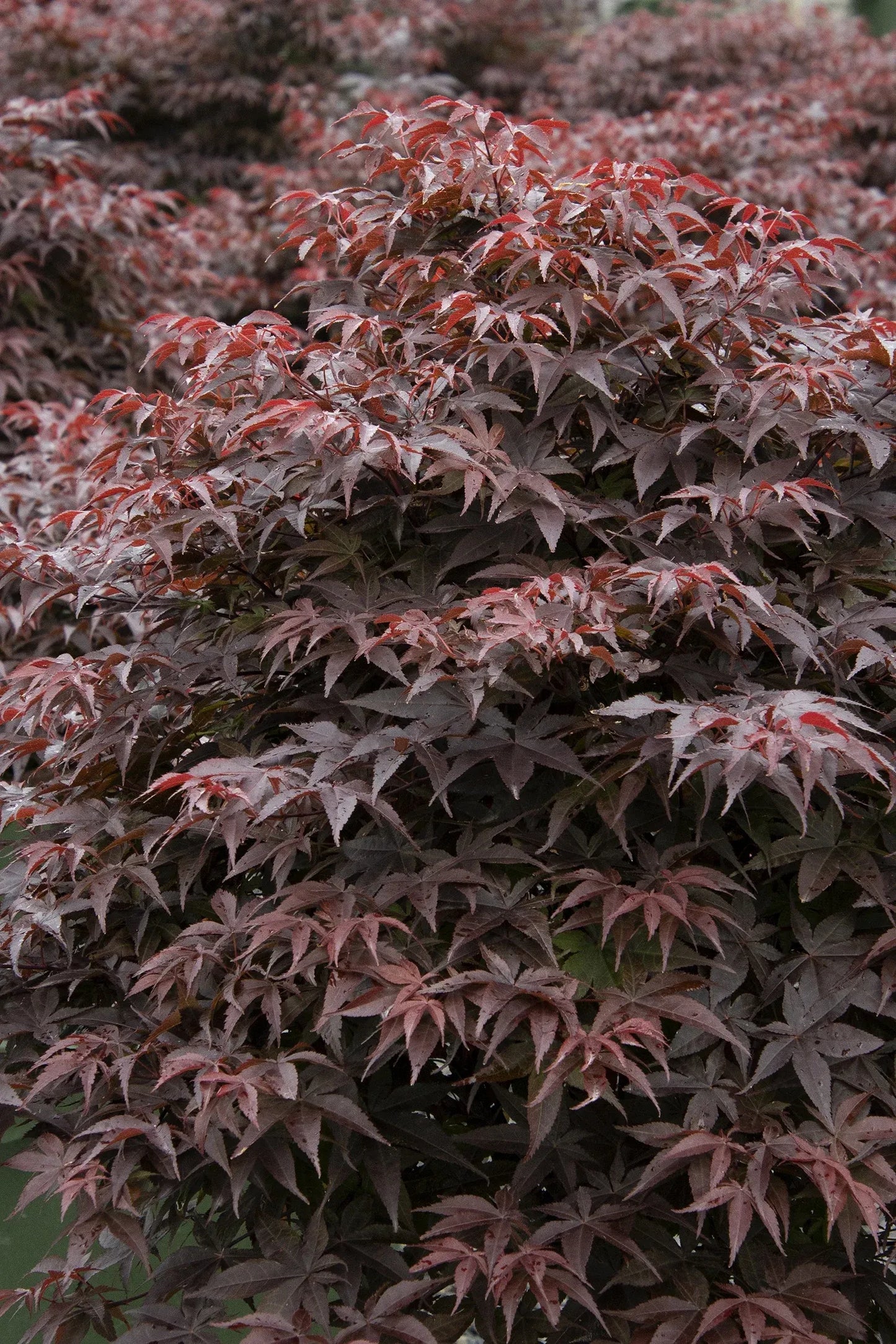 Acer Palmatum 'rhode Island Red' - View 18 from www redcrocus com