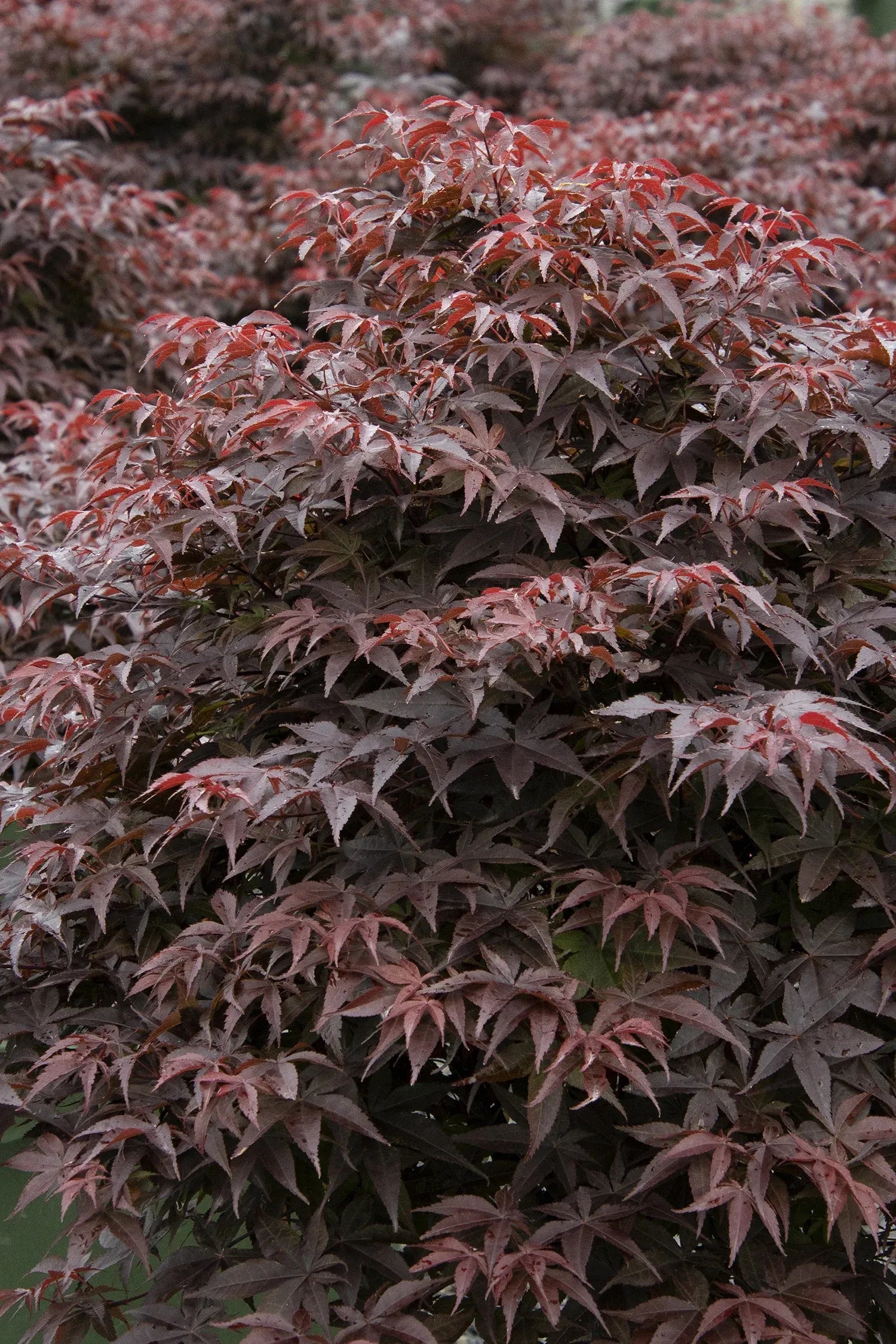 Acer Palmatum 'rhode Island Red' - View 18 from www redcrocus com