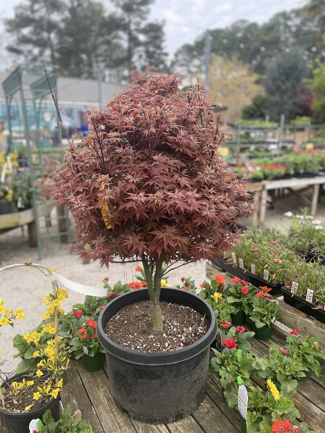 Acer Palmatum 'rhode Island Red' - View 19 from www redcrocus com
