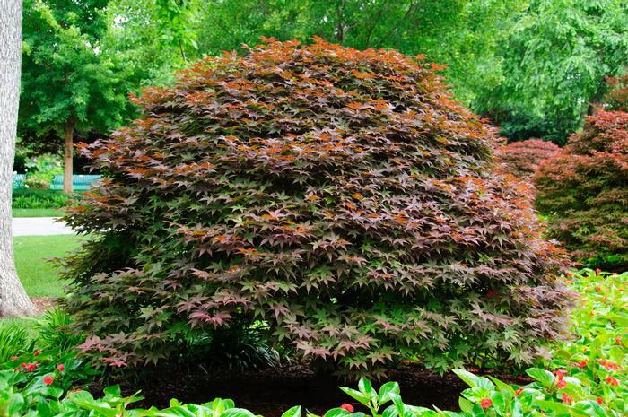 Acer Palmatum 'rhode Island Red' - View 20 from www redcrocus com