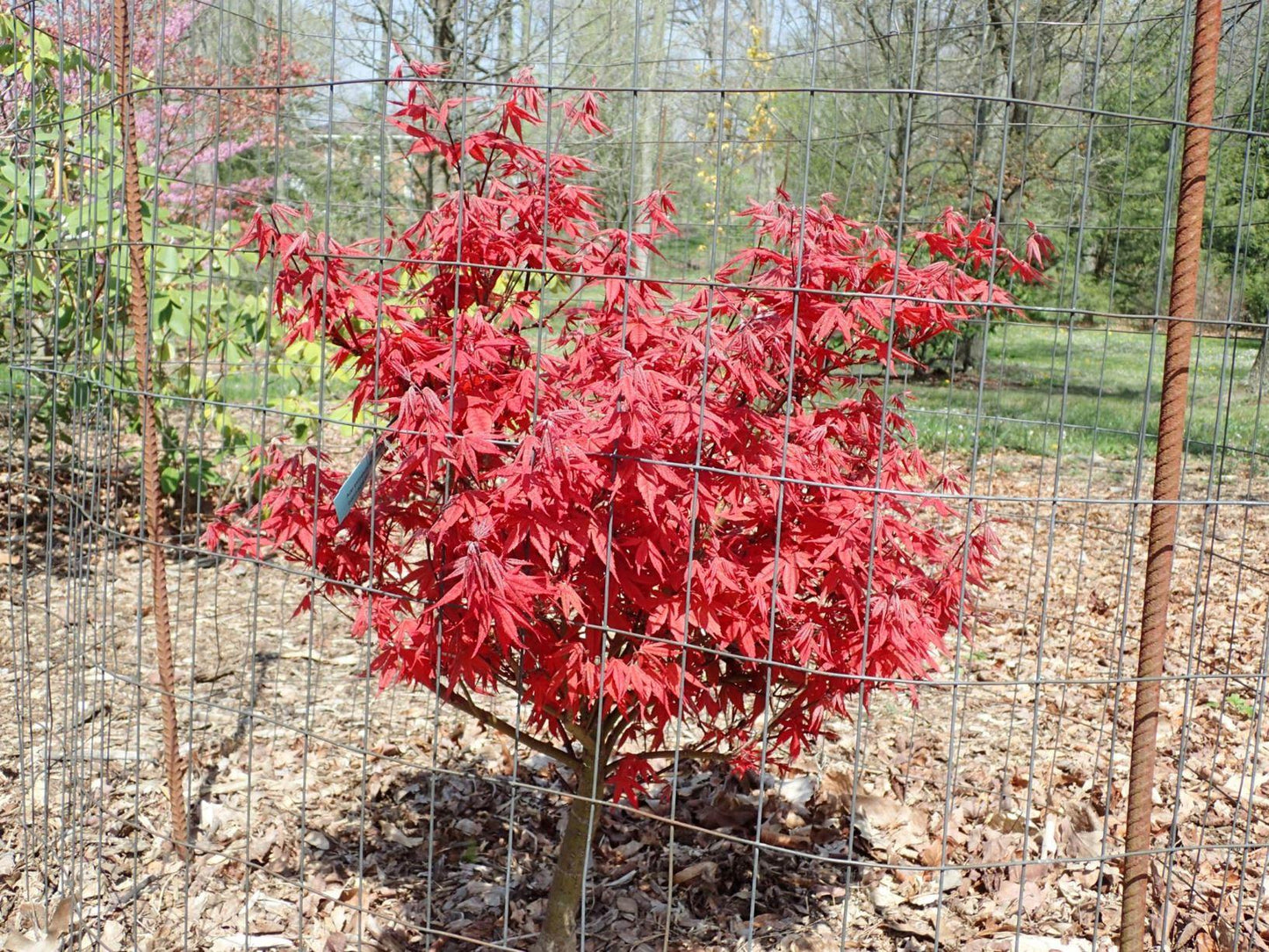 Acer Palmatum 'rhode Island Red' - View 21 from www redcrocus com