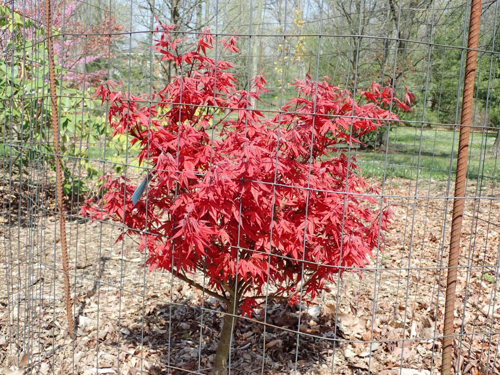 Acer Palmatum 'rhode Island Red' - View 21 from www redcrocus com