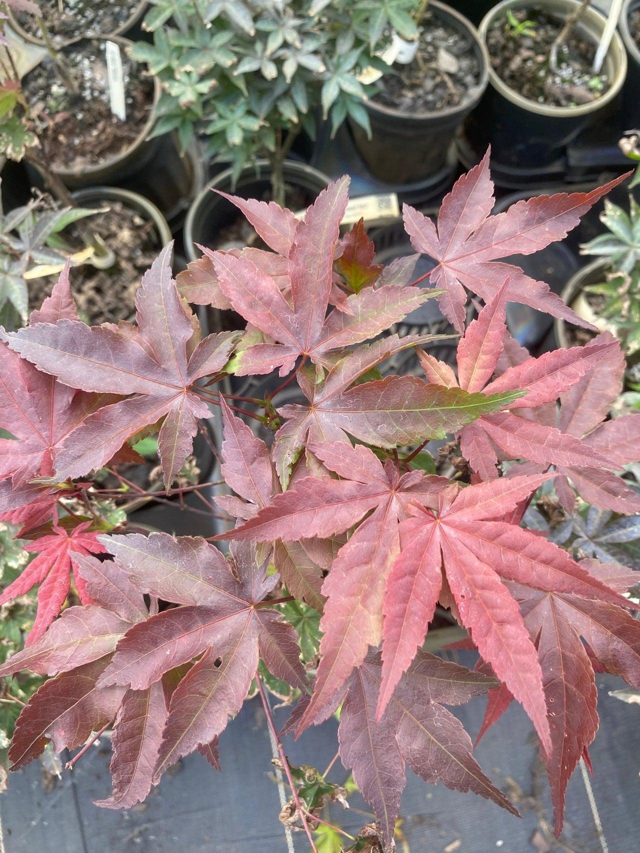 Acer Palmatum 'rhode Island Red' - View 23 from www redcrocus com