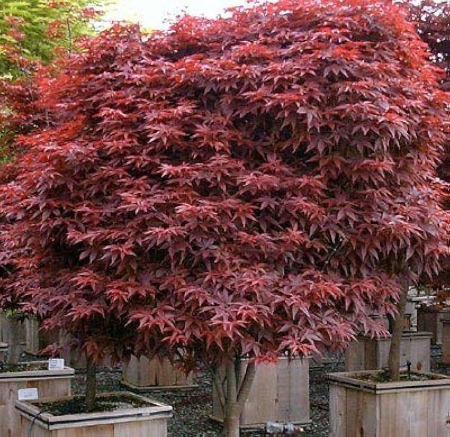 Acer Palmatum 'rhode Island Red' - View 25 from www redcrocus com