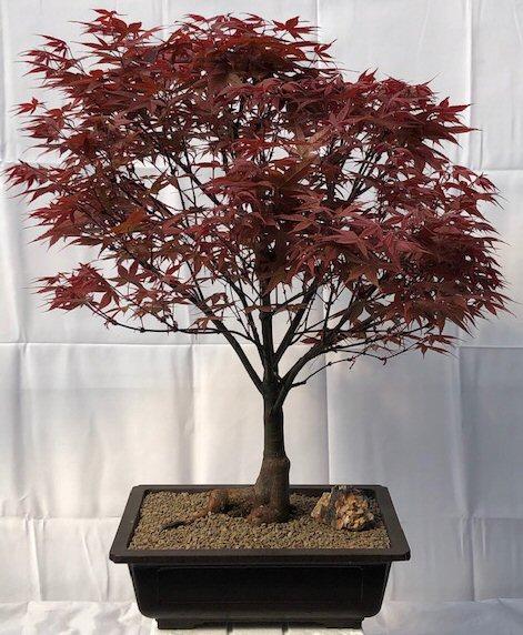 Acer Palmatum 'rhode Island Red' - View 26 from www redcrocus com