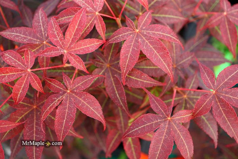 Acer Palmatum 'rhode Island Red' - View 27 from www redcrocus com