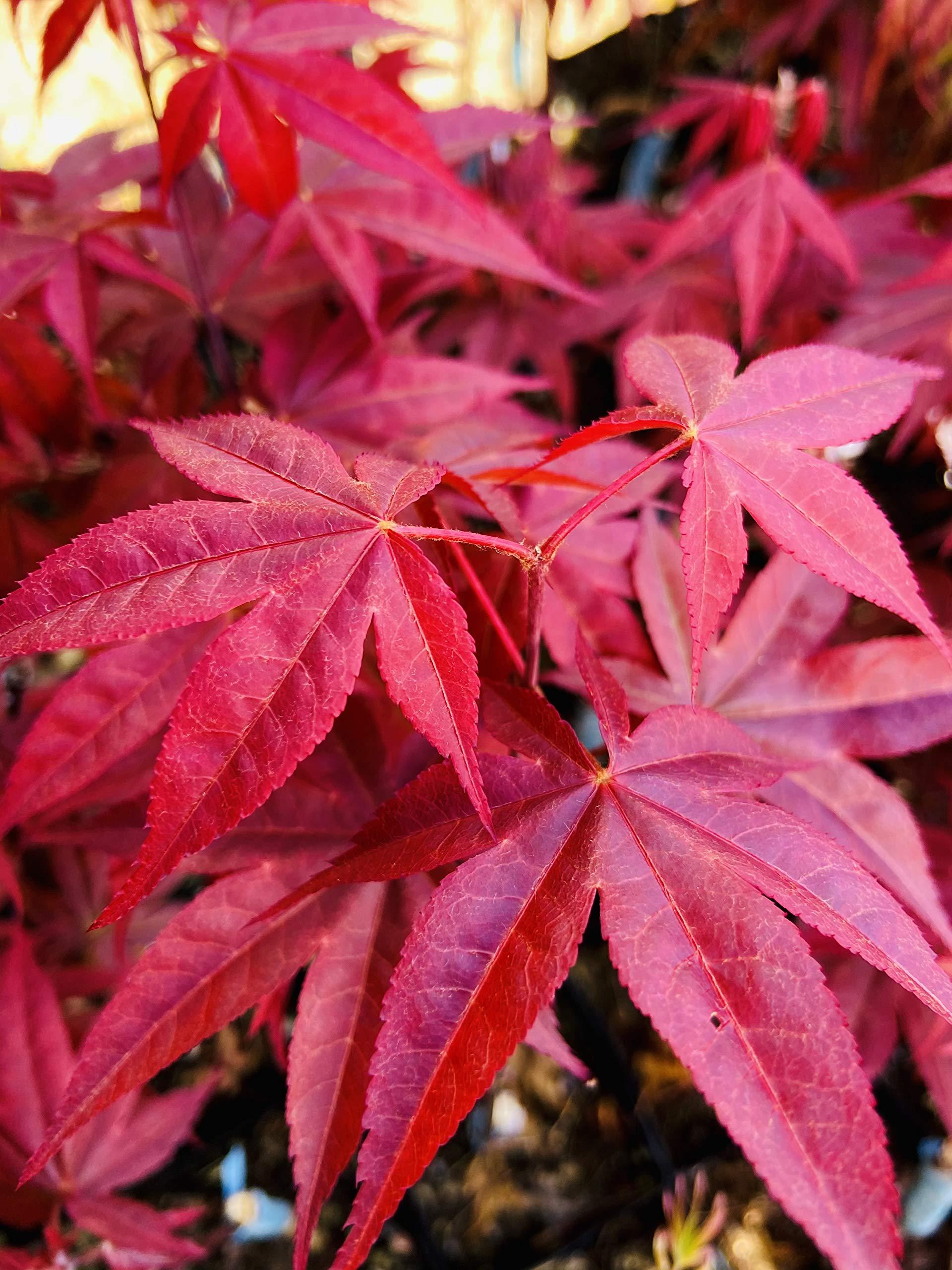 Acer Palmatum 'rhode Island Red' - View 29 from www redcrocus com
