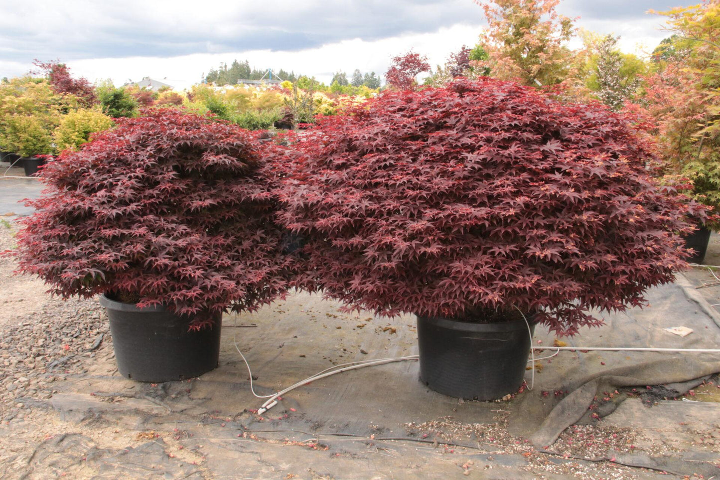 Acer Palmatum 'rhode Island Red' - View 2 from www redcrocus com
