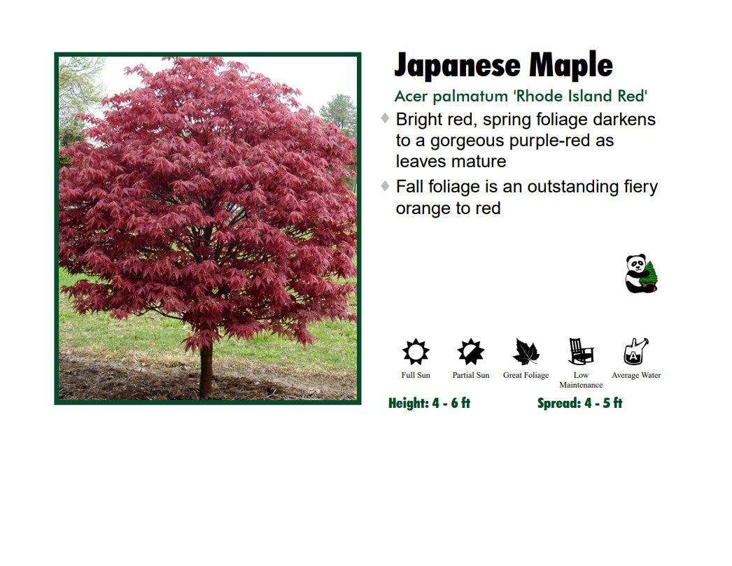 Acer Palmatum 'rhode Island Red' - View 30 from www redcrocus com