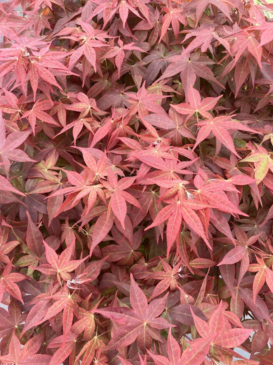 Acer Palmatum 'rhode Island Red' - View 31 from www redcrocus com