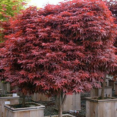 Acer Palmatum 'rhode Island Red' - View 32 from www redcrocus com