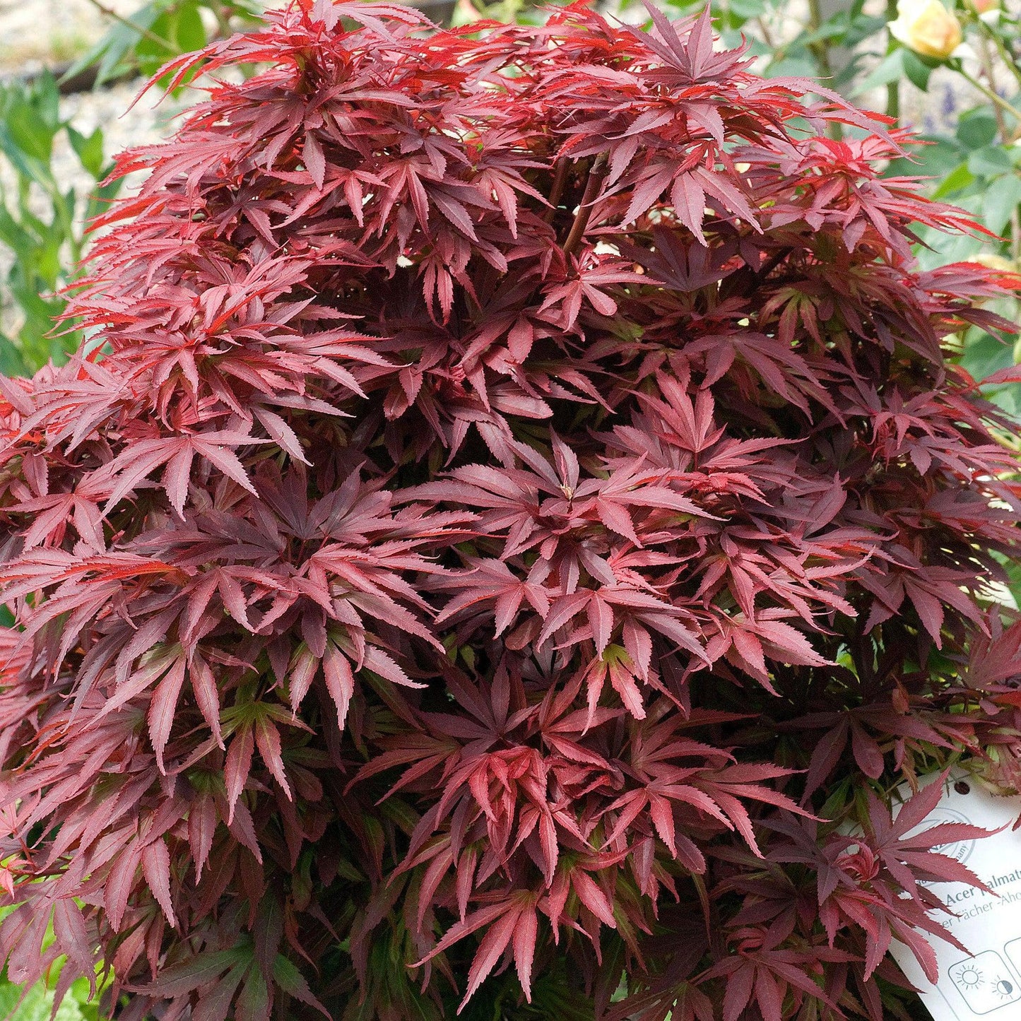 Acer Palmatum 'rhode Island Red' - View 35 from www redcrocus com