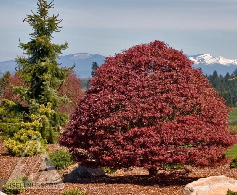 Acer Palmatum 'rhode Island Red' - View 36 from www redcrocus com