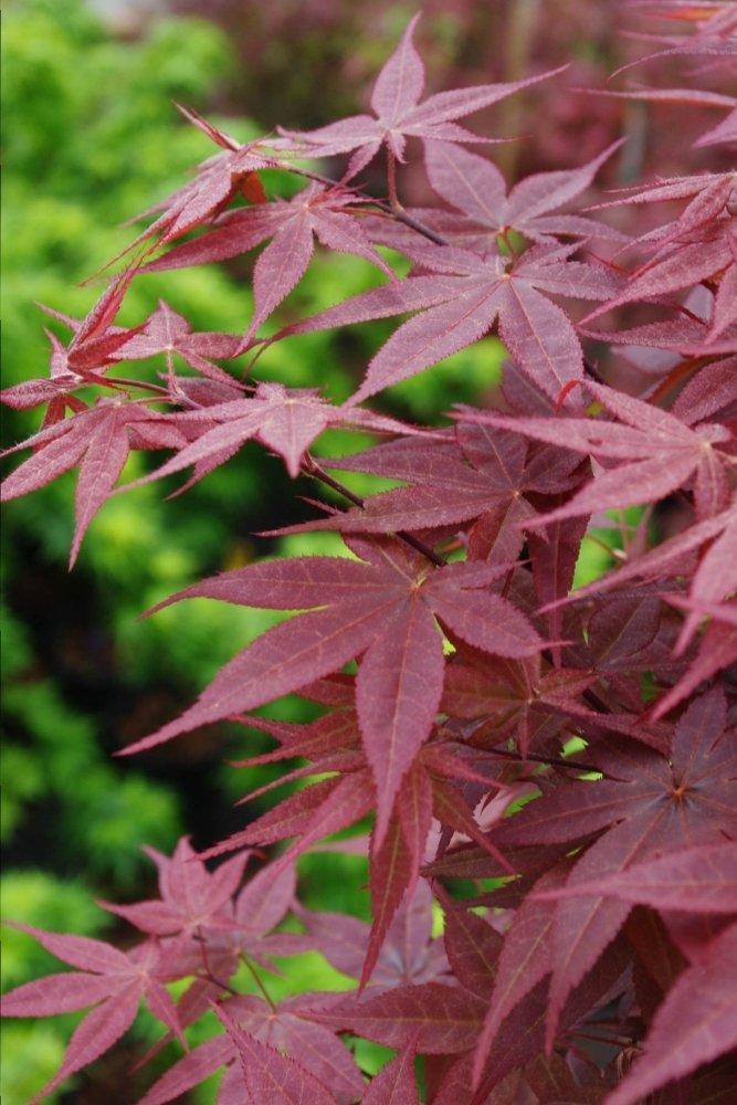 Acer Palmatum 'rhode Island Red' - View 37 from www redcrocus com