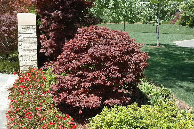 Acer Palmatum 'rhode Island Red' - View 38 from www redcrocus com
