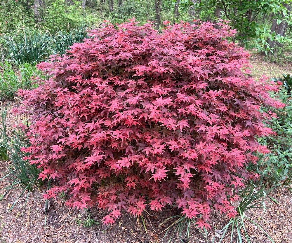Acer Palmatum 'rhode Island Red' - View 4 from www redcrocus com