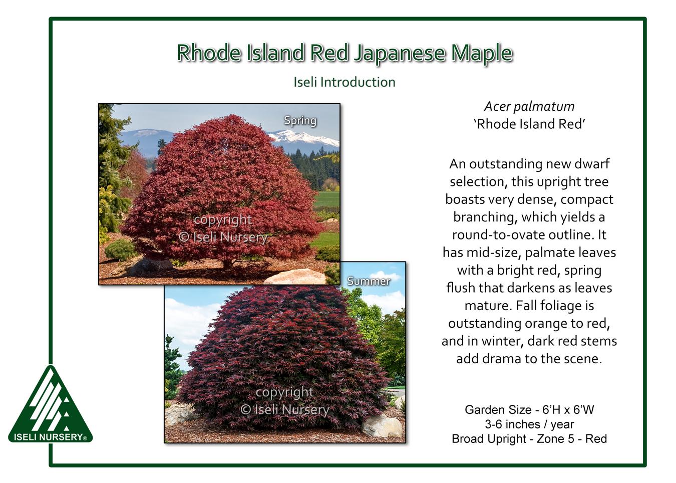 Acer Palmatum 'rhode Island Red' - View 6 from www redcrocus com