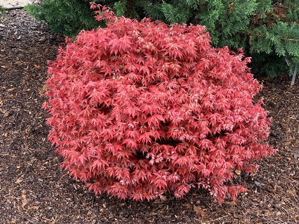 Acer Palmatum 'rhode Island Red' - View 7 from www redcrocus com