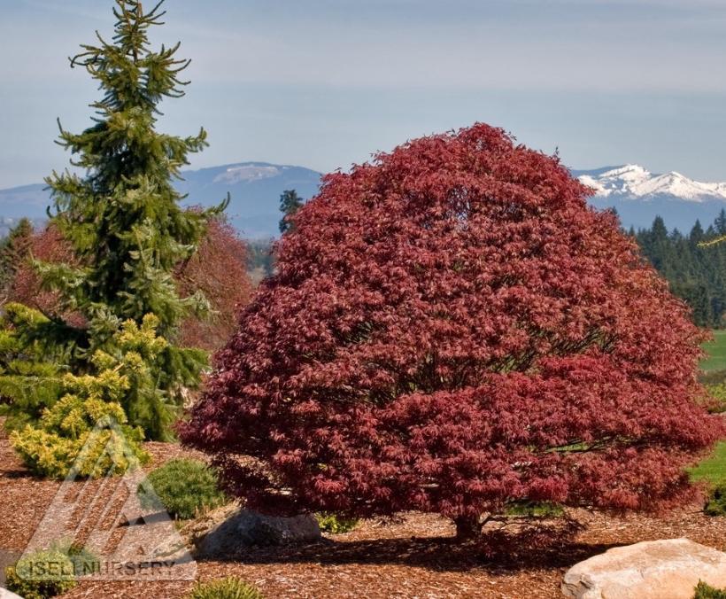 Acer Palmatum 'rhode Island Red' - View 8 from www redcrocus com