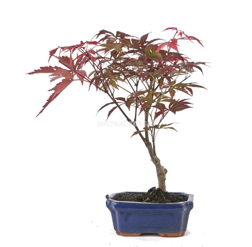 Acer Palmatum 'atropurpureum' - View 12 from www redcrocus com