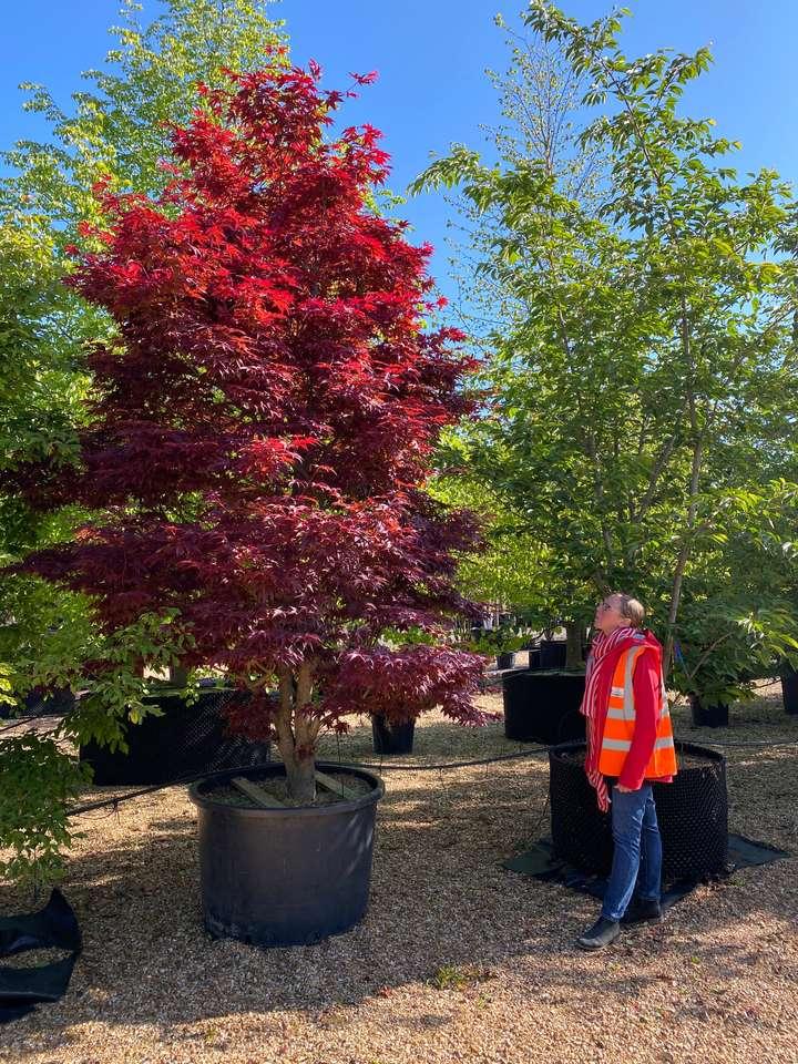 Acer Palmatum 'atropurpureum' - View 13 from www redcrocus com