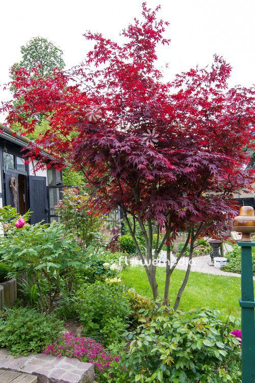 Acer Palmatum 'atropurpureum' - View 14 from www redcrocus com