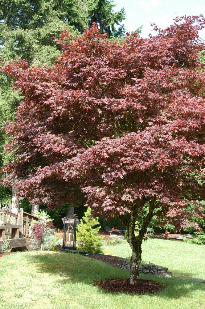 Acer Palmatum 'atropurpureum' - View 16 from www redcrocus com