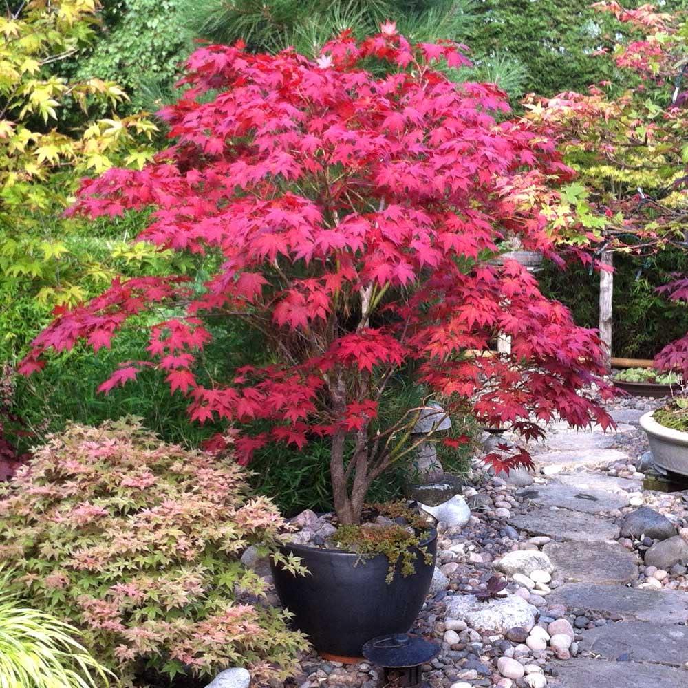 Acer Palmatum 'atropurpureum' - View 19 from www redcrocus com