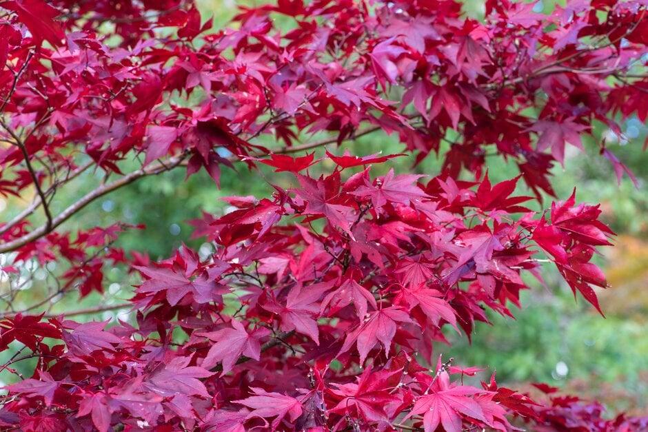 Acer Palmatum 'atropurpureum' - View 23 from www redcrocus com